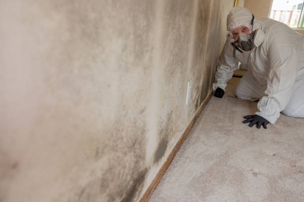 Best Black Mold Removal  in Waynesboro, VA